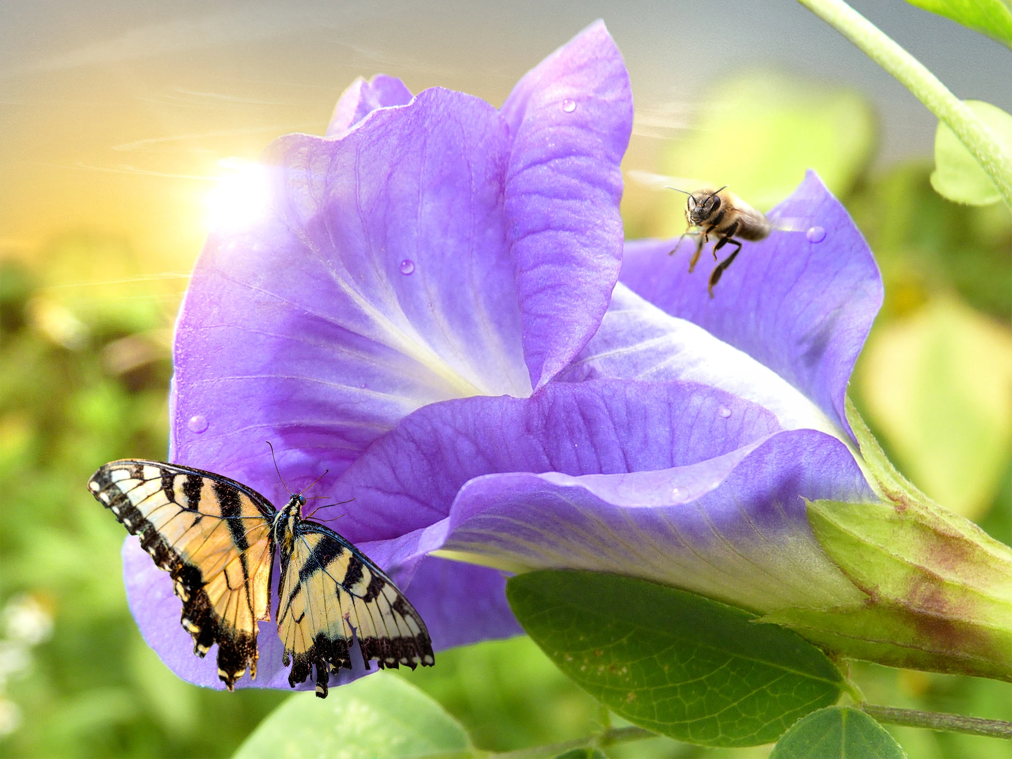 Layered Nature: Building a Macro Wildlife Scene gallery image